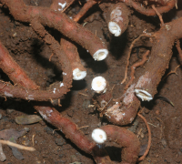Sariva (Hemidesmus Indicus)